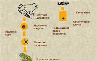 Что такое клонирование как реализовано клонирование в java