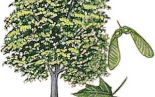 Что такое maple и для чего он предназначен