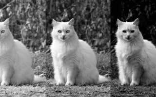 Как изменить прозрачность картинки в python