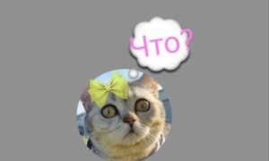 Как сделать стикеры для telegram на компьютере