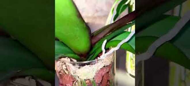 Как посадить орхидею в стеклянную вазу