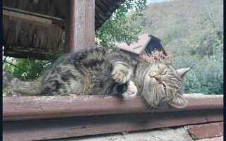 Как использовать китайский в zoom