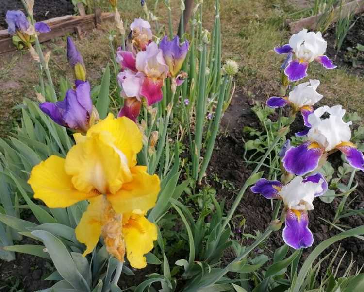 Какие добавки в воду помогут продлить жизнь ирисам