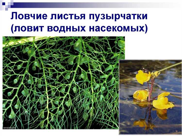 Как визуализировать промежуточные слои нейросети при распознавании листа