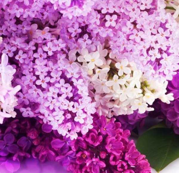 Выбор подходящей воды для сирени в вазе
