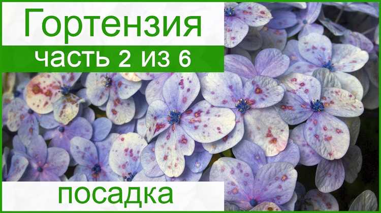 Выбор подходящей вазы для гортензии