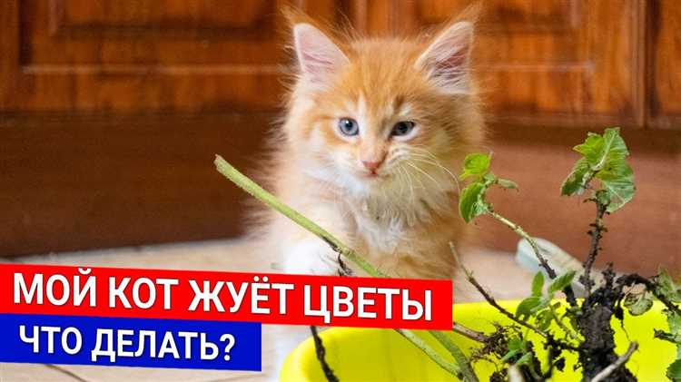 Что стоит за инстинктивным поведением кота в отношении ваз?