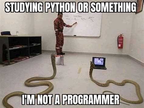 Как быстро освоить основы Python для новичка?