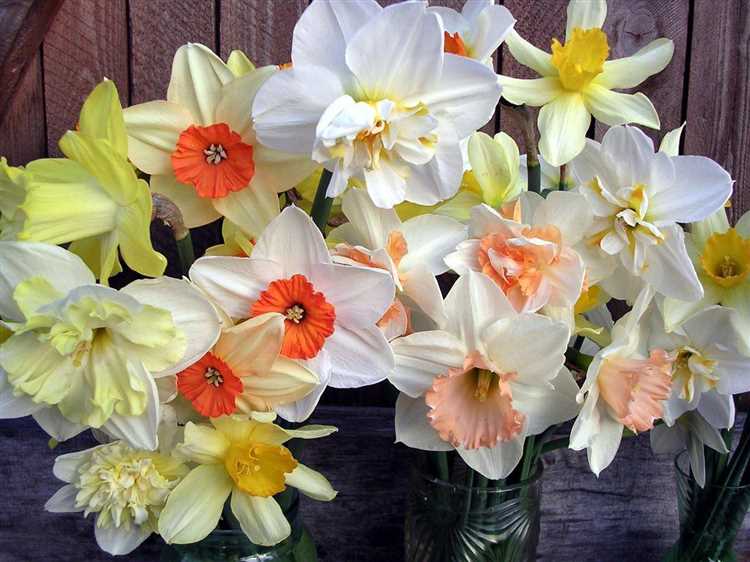 Как размер и количество бутонов влияют на цену нарциссов?