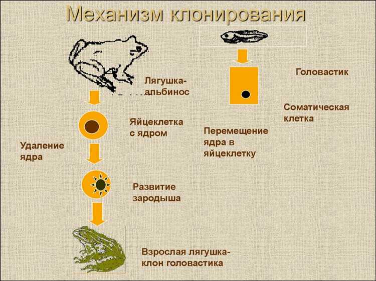 Что такое клонирование как реализовано клонирование в java