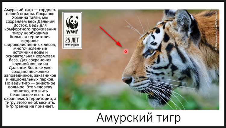 Использование указки в режиме редактирования слайдов